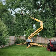 How Our Tree Care Process Works  in  Wilson, OK