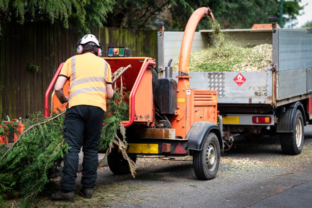 Reliable Wilson, OK Tree Removal Solutions